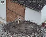 Capi_Dubne_20250730_072503.jpg