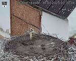 Capi_Dubne_20250730_073004.jpg