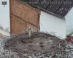 Capi_Dubne_20250730_074004.jpg