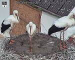 Capi_Dubne_20250730_080003.jpg