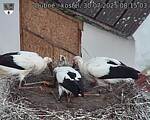 Capi_Dubne_20250730_081503.jpg