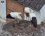 Capi_Dubne_20250730_082503.jpg