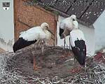 Capi_Dubne_20250730_083003.jpg