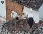Capi_Dubne_20250730_084503.jpg
