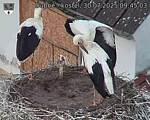 Capi_Dubne_20250730_094503.jpg