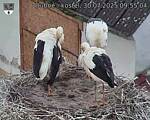 Capi_Dubne_20250730_095504.jpg