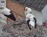 Capi_Dubne_20250730_100003.jpg