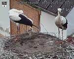 Capi_Dubne_20250730_103503.jpg