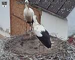 Capi_Dubne_20250730_104003.jpg