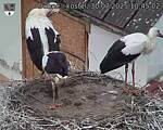 Capi_Dubne_20250730_104502.jpg