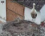Capi_Dubne_20250730_105004.jpg