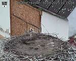 Capi_Dubne_20250730_111504.jpg