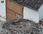Capi_Dubne_20250730_115003.jpg