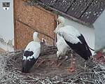 Capi_Dubne_20250730_122503.jpg