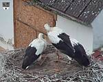 Capi_Dubne_20250730_124503.jpg