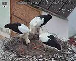 Capi_Dubne_20250730_125502.jpg