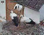 Capi_Dubne_20250730_130003.jpg