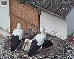 Capi_Dubne_20250730_130504.jpg