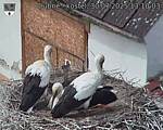 Capi_Dubne_20250730_131003.jpg