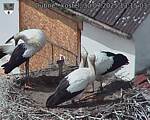 Capi_Dubne_20250730_131503.jpg