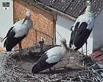 Capi_Dubne_20250730_132003.jpg
