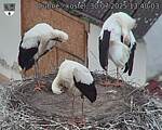 Capi_Dubne_20250730_134003.jpg