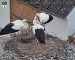Capi_Dubne_20250730_135003.jpg