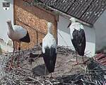 Capi_Dubne_20250730_141004.jpg
