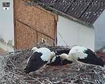Capi_Dubne_20250730_143003.jpg