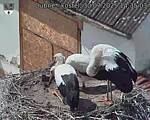 Capi_Dubne_20250730_143503.jpg