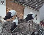 Capi_Dubne_20250730_150503.jpg