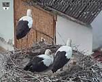 Capi_Dubne_20250730_151003.jpg