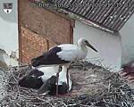 Capi_Dubne_20250730_151503.jpg