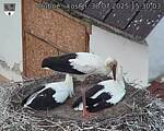Capi_Dubne_20250730_153003.jpg