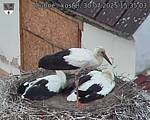 Capi_Dubne_20250730_153503.jpg