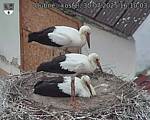 Capi_Dubne_20250730_161003.jpg