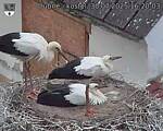 Capi_Dubne_20250730_162003.jpg