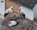 Capi_Dubne_20250730_170503.jpg