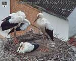 Capi_Dubne_20250730_171004.jpg