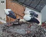 Capi_Dubne_20250730_173503.jpg