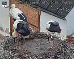 Capi_Dubne_20250730_174503.jpg