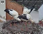 Capi_Dubne_20250730_180004.jpg