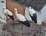 Capi_Dubne_20250730_180504.jpg
