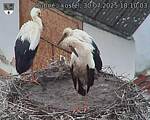 Capi_Dubne_20250730_181003.jpg