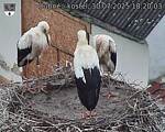 Capi_Dubne_20250730_182003.jpg