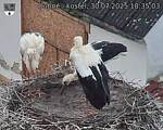 Capi_Dubne_20250730_183503.jpg