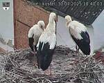 Capi_Dubne_20250730_184003.jpg