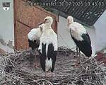 Capi_Dubne_20250730_184503.jpg