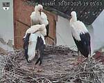 Capi_Dubne_20250730_190503.jpg