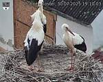 Capi_Dubne_20250730_191003.jpg